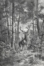 Veado 14 pontos Buck em pé na atenção na floresta, grande impressão antiga da década de 1870 comprar usado  Enviando para Brazil