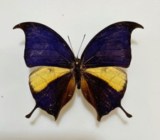 Nymphalidae CONSUL PANARISTE PANARISTE****male Nr. 1 a 8,6 cm! ****Venezuela comprar usado  Enviando para Brazil