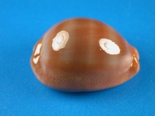Cypraea sulcidentata dark for sale  Kapolei