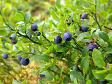 Bilberry fruit. great for sale  MOELFRE