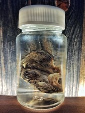 Nasspräparat wachtel küken usato Nasspräparat wachtel küken usato  Spedire a Italy