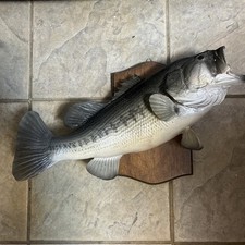 fish mounts for sale  Danville