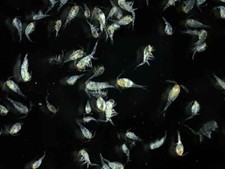 Healthy freshwater copepods for sale  Hillsborough