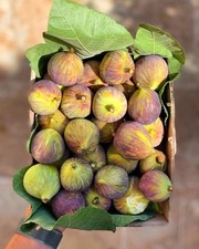 Coll dama mutante d'occasion  Expédié en Belgium