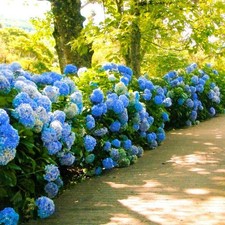 spring garden needed for sale  Milton Freewater