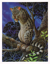 Feline genet animal for sale  DEREHAM