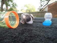 Generation guinea pig for sale  Arlington