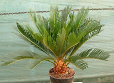 Cycas revoluta d'occasion  Villemandeur