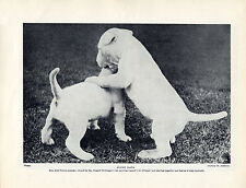 Bull terrier pups for sale  COLEFORD