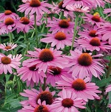 Echinacea purpurea nectar for sale  HORNCASTLE