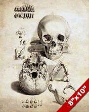 Human anatomy skull for sale  South Jordan