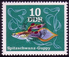 2176 zierfische guppys gebraucht kaufen  Schwalmtal