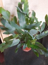 Blue star fern for sale  SWINDON