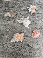 Schöne muscheln arten gebraucht kaufen  Rochlitz