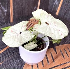 002019a syngonium milk gebraucht kaufen  Dettingen an der Erms