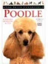 Poodle standard miniature for sale  UK