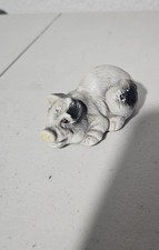 Black white piglet for sale  Fort Worth