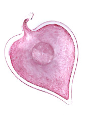Foglia vetro lavorazione usato  Vibo Valentia