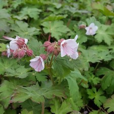 Geranium macrorrhizum ingwerse gebraucht kaufen  Deutschland