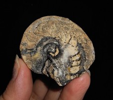 AMONITAS INCRÍVEIS! FÓSSIL TRIÁSSICO NAUTILOID NAUTILUS DE TIMOR, INDONÉSIA 45MM comprar usado  Enviando para Brazil
