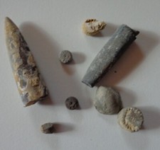 Lot sammlung fossilien gebraucht kaufen  Deutschland