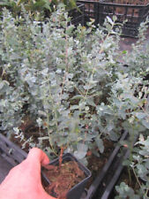 Eucalyptus gunnii mostgummi gebraucht kaufen  Wuppertal