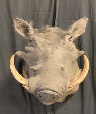 Vintage african warthog for sale  Worthington