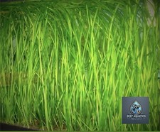Straight jungle vallis for sale  EXETER