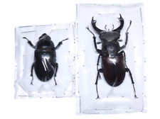 Lucanidae lucanus cervus d'occasion  Vienne