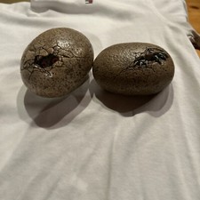 Windstone editions hatching for sale  Forsyth