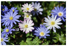 Anemone blanda mix for sale  CRAWLEY
