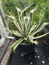 Agave americana variegata gebraucht kaufen  Strausberg-Umland