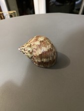 Coquille escargot turbo d'occasion  La Ferté-Gaucher