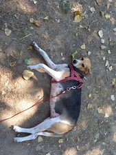 Donne chien femelle d'occasion  Plouay