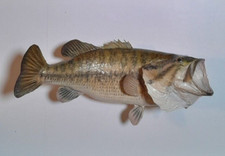 Small mouth bass for sale  Dunnville