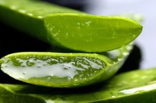 Aloe vera fresh for sale  Port Isabel