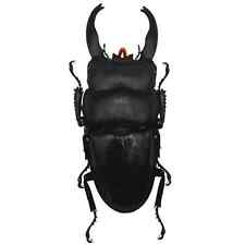 Dorcus alcides stag for sale  Sahuarita