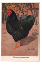 poules wyandotte d'occasion  Expédié en Belgium