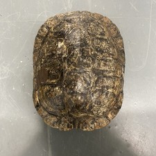 Taxidermy terrapin body for sale  ASHTON-UNDER-LYNE