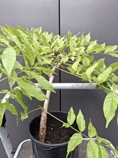 Wisteria bonsai raw for sale  LIVERPOOL