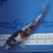 Showa koi live for sale  Miami