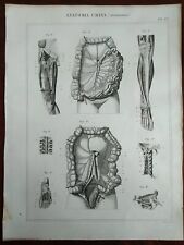 enciclopedia anatomia usato enciclopedia anatomia usato Marsala