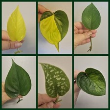 Pothos philodendron bundle for sale  LONDON