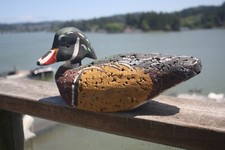 Wood duck drake for sale  Lincoln City