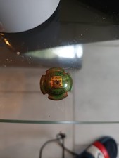 Introuvable capsules champagne d'occasion  Guignicourt