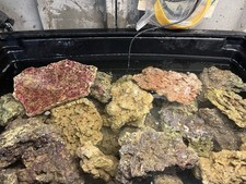 Marine live rock for sale  SIDCUP