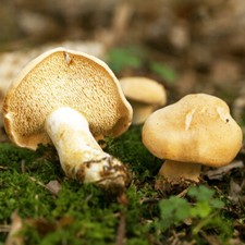 Hedgehog mushroom liquid for sale  Mc Connell