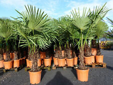 Xxl palme winterhart gebraucht kaufen  Goch