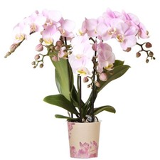 Orchid phalaenopsis kolibri for sale  UK
