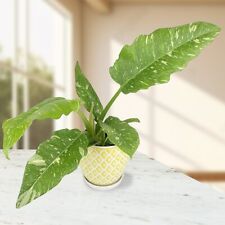 Seeds philodendron ring for sale  Grandview